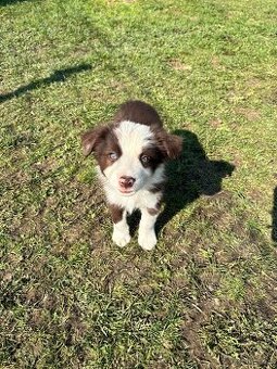 Brązowo biała Suczka