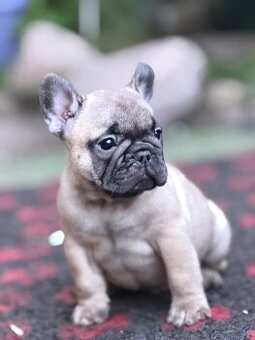 Buldog Francuski