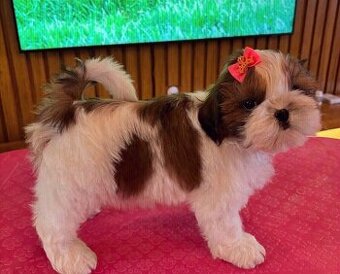 Szczenięta Shih Tzu do adopcji.