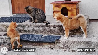 Dwoje szczeniąt Shiba Inu ur.07.08.2026r.