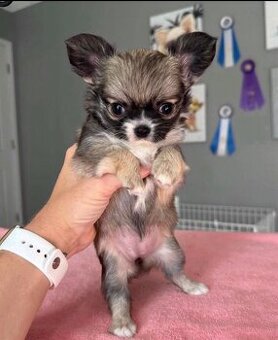 Szczenięta chihuahua długowłose do adopcji.