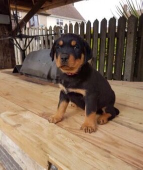Szczenięta rottweilera do adopcji.