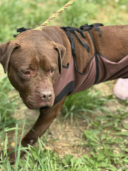 Pitbull Red Nose -dziewczynka schronisko Zgierz -aktualne