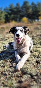 Border collie suczka