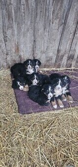 Bernenski Pies Pasterski