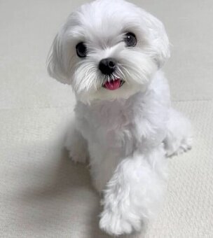 Szczenięta maltańczyka do adopcji.