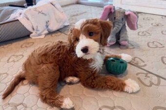 Szczenięta rasy golden doodle do adopcji.