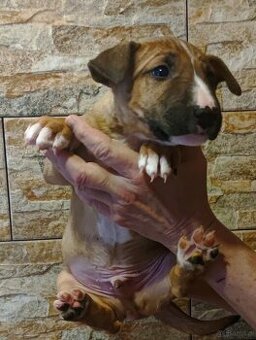 Bulterier miniaturowy FCI ZKwP szczenięta