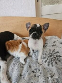 Szczeniaki chihuahua