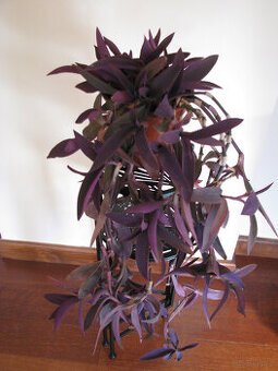 Trzykrotka purpurowa tradeskancja setkrezja fioletowa roślin