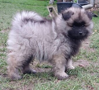 Wilczy szpic / Keeshond polecam rodowodowe szczenieta