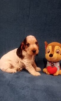 Cocker spaniel angielski