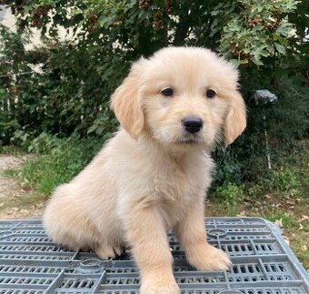 Golden Retriever