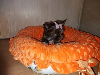 York Yorkshire Terrier Chocolate Suczka