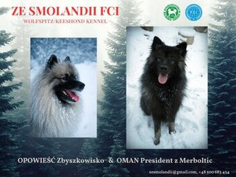 Szpic wilczy FCI