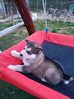 Alaskan malamute szczenięta