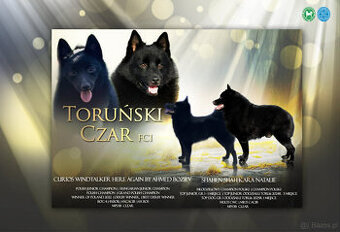 Schipperke - szczenięta mini owczarek belgijski