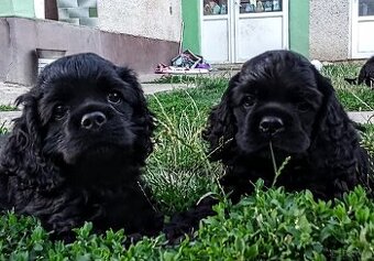 Cocker spaniel american/PP fci