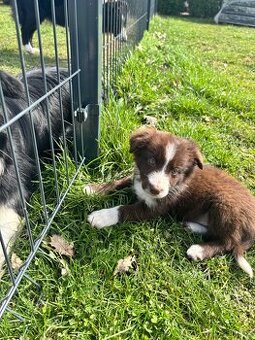 Suczka brązowo biała border collie