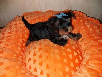 Yorkshire Terrier Black Tan