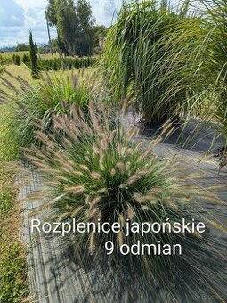 Trawy ozdobne - Miskanty, Rozplenice
