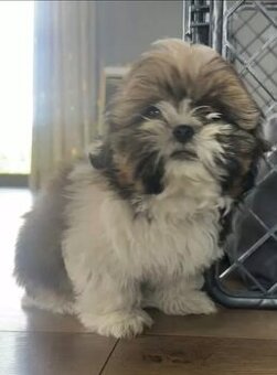 Shih tzu