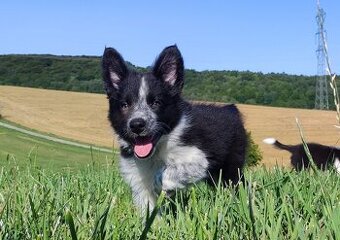 Prześliczna Suczka BORDER COLLIE - pełna dok. super rodzice