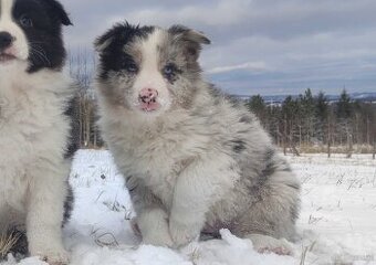 Szczenię BORDER COLLIE z Hodowli - Rasowy pies z pełną dok.