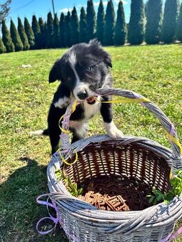 Czarno biała suczka Border collie