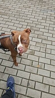 Amstaff 7 miesięczny