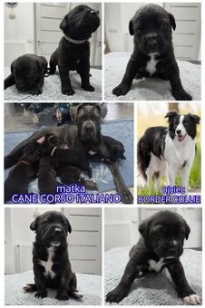 Oddam za darmo w dobre ręce