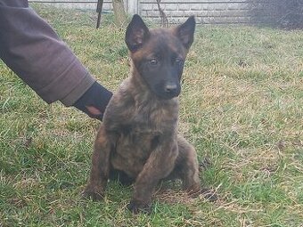 Owczarek holenderski