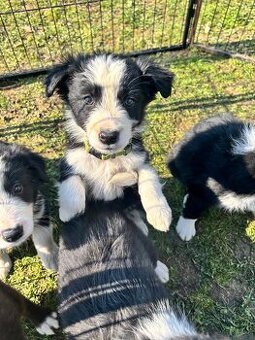 Piesek border collie czarno biały