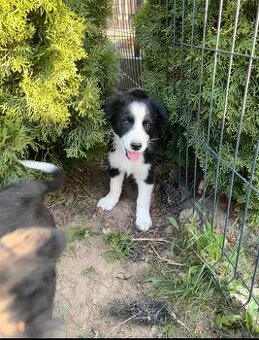Piesek border collie czarno biały