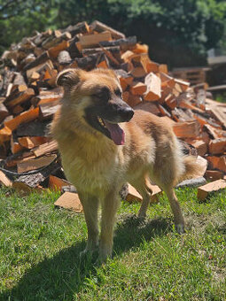 Neon mix leonberger -szuka domu schronisko Zgierz-aktualne