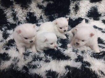 Szpic miniaturowy pomeranian