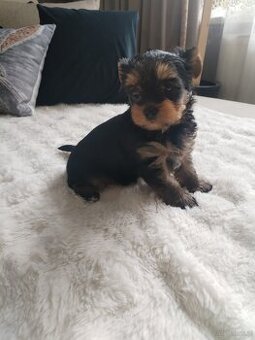 Yorkshire terrier suczka