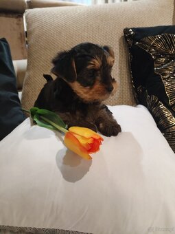 Yorkshire terrier suczka