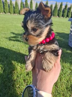 Yorkshire Terrier, śliczne szczenięta