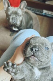 Buldog francuski