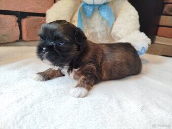 Pies rasy Shih Tzu z rodowodem