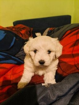 maltańczyk szczeniak