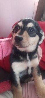 Oddam szczeniaczki w dobre ręce