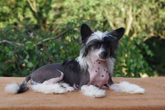 chinese crested dog - hairless - FCI