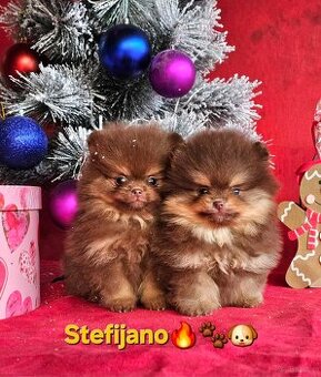 Pomeranian Boo – Szczenięta w kolorze CHOCOLATE & TAN | NOWO