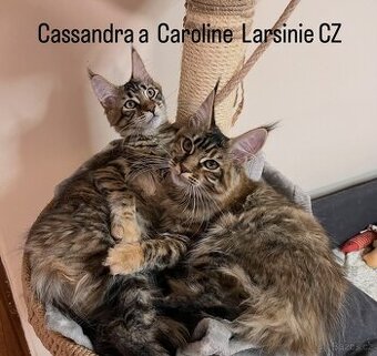 Kocięta Maine Coon  s PP