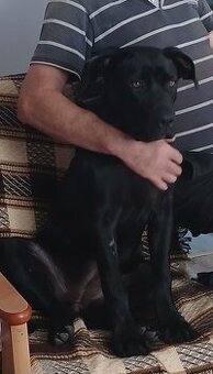 Sunia rasy CANE CORSO