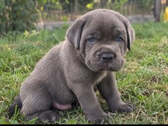 Szczenięta Cane Corso