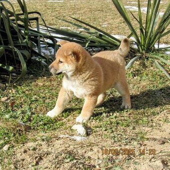 Shiba Inu - czerwone szczenięta
