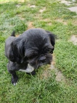 Suczka Shih tzu-